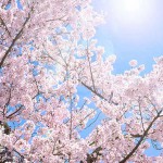 cherry-blossom_00002
